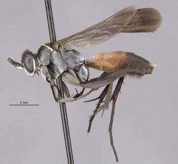 Media type: image;   Entomology 27224 Aspect: habitus lateral view